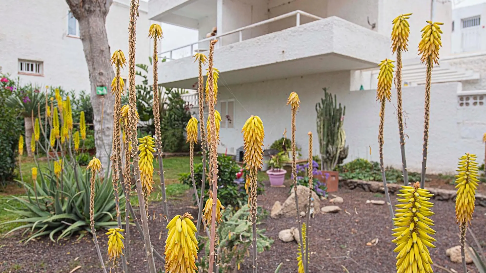 Apartment Eureka Tenerife Arona  Spain